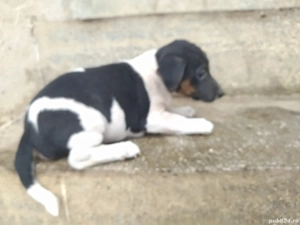 Jack Russell Terrier,multicolor  - imagine 4