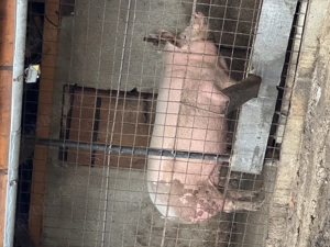 Porc de casa de vânzare