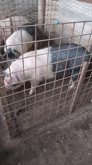 De vânzare porci crescuți natural. - imagine 2