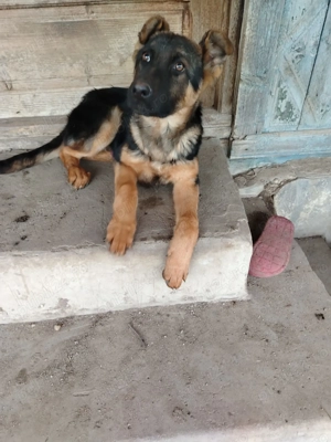 Mascul ciobanesc german 