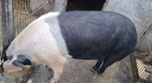 Porc Bazna, aproximativ 220 kg, zona PEȘTIȘU MARE  - imagine 2