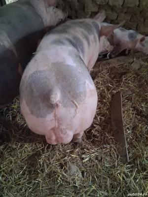 Vier petrean 80-90 kg - imagine 4