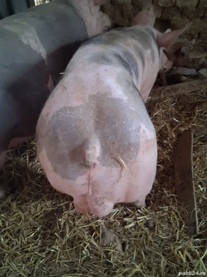 Vier petrean 80-90 kg - imagine 3