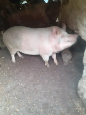 Vand porc de Craciun! - imagine 3