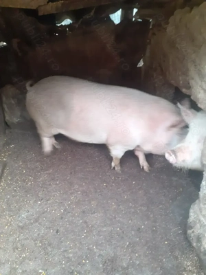 Vand porc de Craciun! - imagine 2