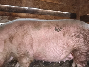 Vând porc marele alb