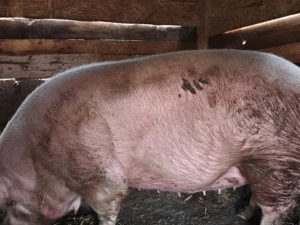 Vând porc marele alb - imagine 3