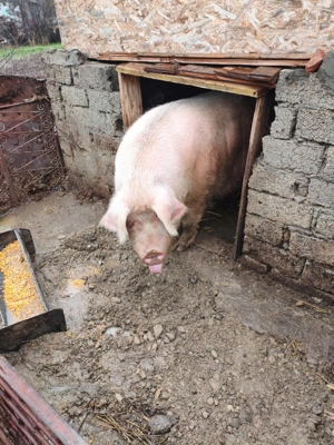 Vând porc marele alb - imagine 2