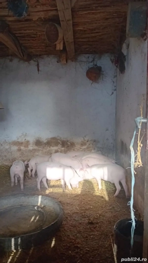 Vand purcei - imagine 4