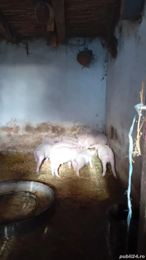 Vand purcei - imagine 2