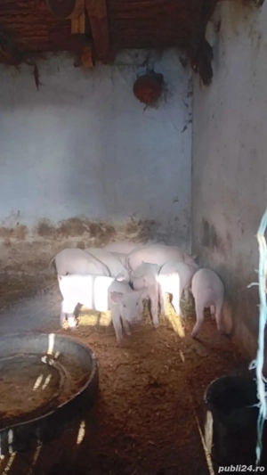 Vand purcei - imagine 3