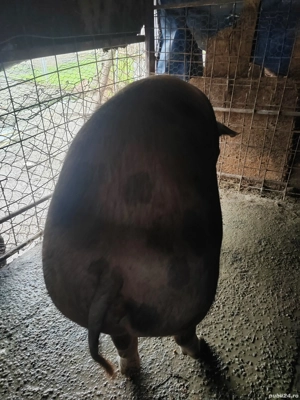 Vând porc  - imagine 2