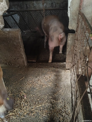 Vând porc  - imagine 5