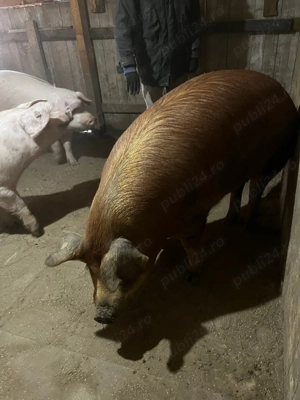 Porc duroc +200 kg - imagine 3