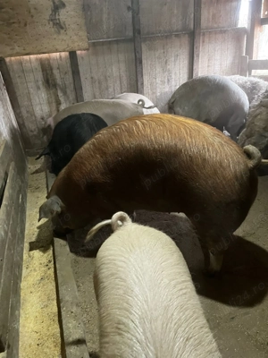 Porc duroc +200 kg - imagine 4