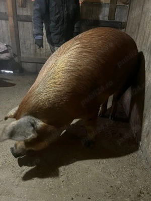 Porc duroc +200 kg - imagine 5