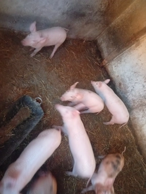 Purcei de vânzare  - imagine 3