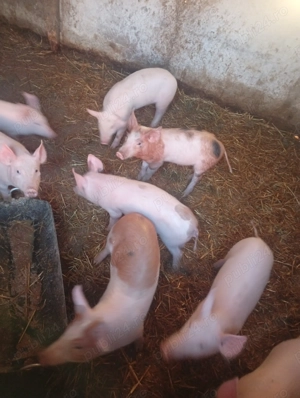 Purcei de vânzare  - imagine 4