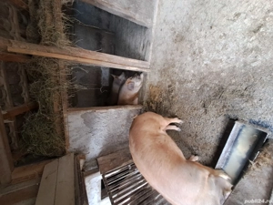 Porci Durok pentru sacrificat