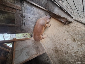 Porci Durok pentru sacrificat  - imagine 2