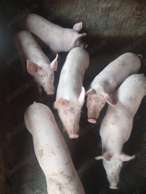 Purcei de vânzare  - imagine 5