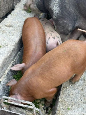 purcelusi de vanzare 