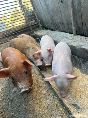 purcelusi de vanzare  - imagine 4