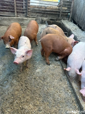 purcelusi de vanzare  - imagine 5