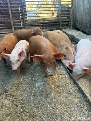 purcelusi de vanzare  - imagine 3