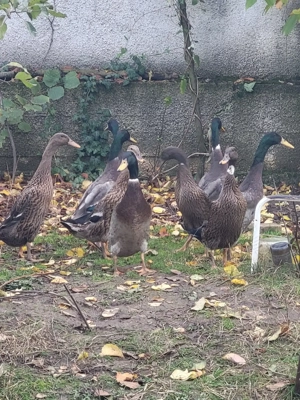 Vand oua rate alergatoare indiene - imagine 4