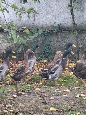 Vand oua rate alergatoare indiene - imagine 3