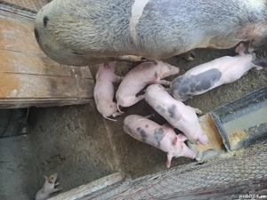 Purcei Petrean 6 saptamani  - imagine 2