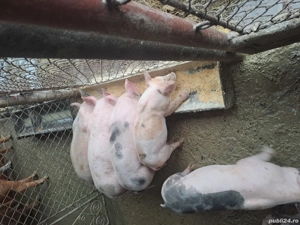 Purcei Petrean 6 saptamani  - imagine 3