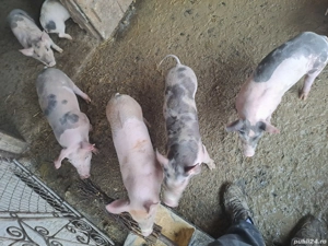 Purcei Petrean 6 saptamani  - imagine 4