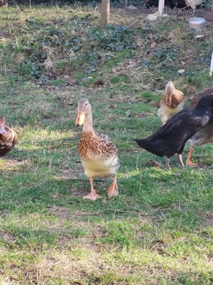 Vand oua rate alergatoare indiene