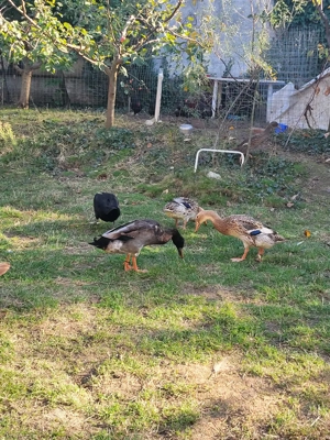 Vand oua rate alergatoare indiene - imagine 2