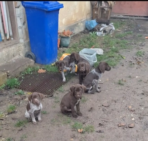  Vanzare Brac german , 