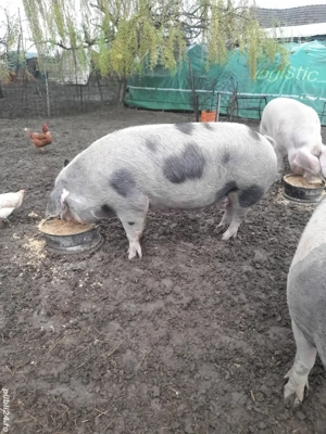 Scroafa porc pt reproductie sau sacrificat - imagine 2