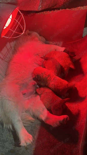 Femela Chow chow  - imagine 2