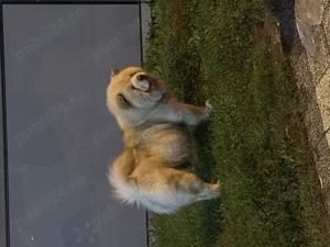 Femela Chow chow  - imagine 3