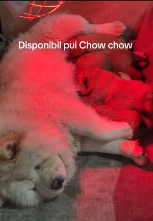 Femela Chow chow  - imagine 4