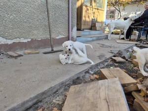  Catelusi albi stramos labrador metis - imagine 4