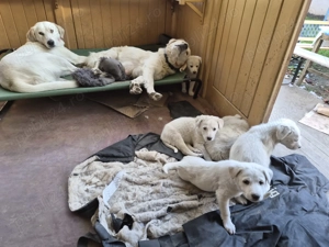  Catelusi albi stramos labrador metis - imagine 3