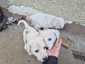  Catelusi albi stramos labrador metis - imagine 2