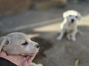  Catelusi albi stramos labrador metis - imagine 5