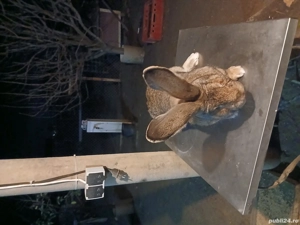 mascul uriaș german 1,7 luni disponibil  - imagine 3