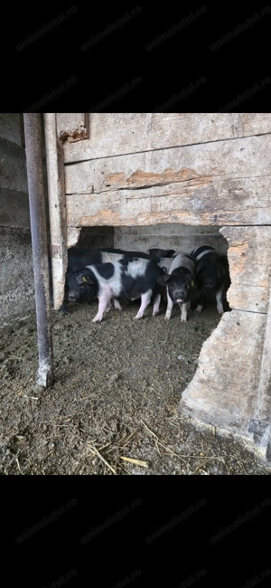 Purcei bazna 11 si 12 saptamani - imagine 5