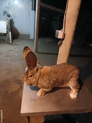 mascul uriaș german 1,7 luni disponibil  - imagine 2