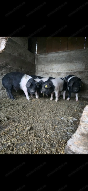 Purcei bazna 11 si 12 saptamani - imagine 4