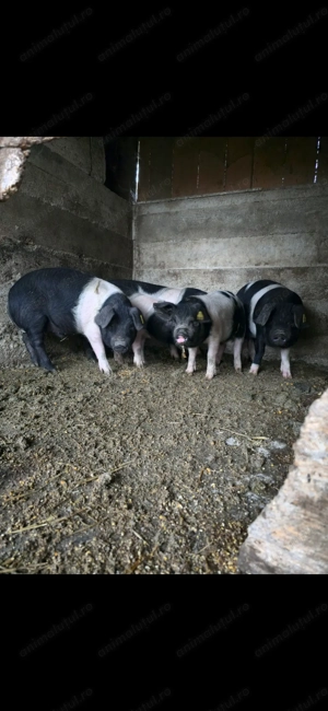 Purcei bazna 11 si 12 saptamani - imagine 3